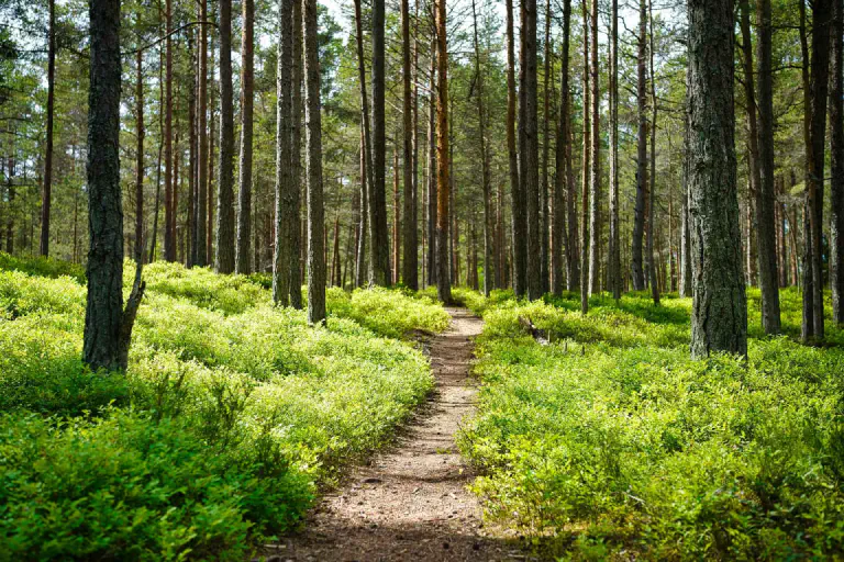 Waldweg
