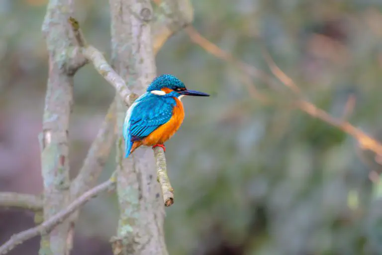 Bird with blue-and-orange plumage