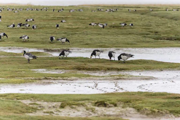Birds in the Wadden Sea