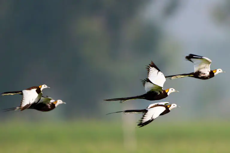 Migratory birds flying across the sky
