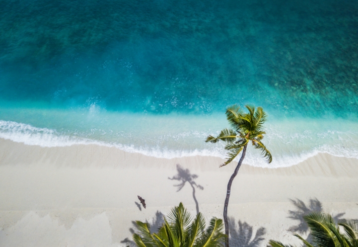 Lista de vacaciones: una playa con palmeras a vista de pájaro