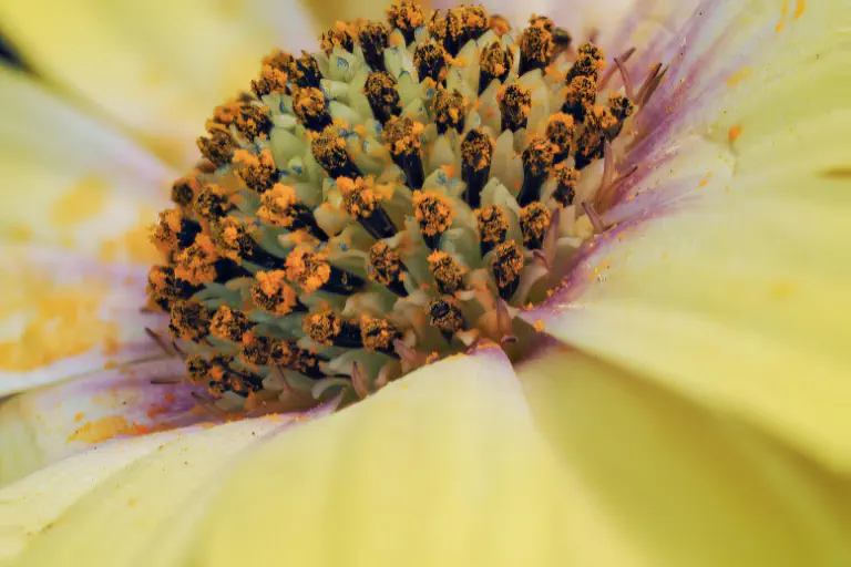 Primer plano de una flor con granos de polen visibles