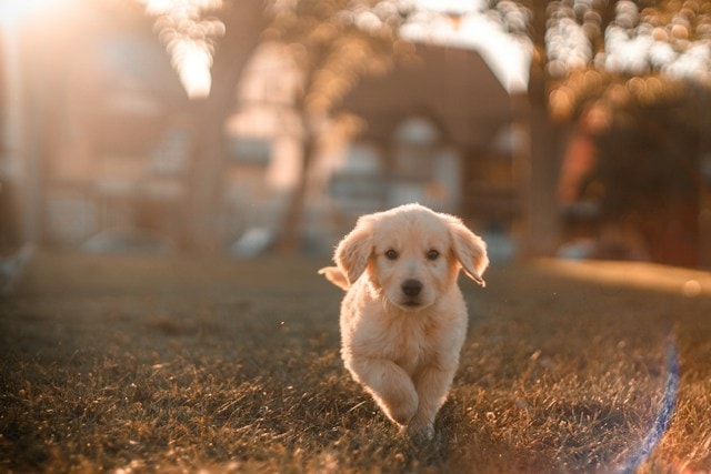 Os cães precisam de exercício