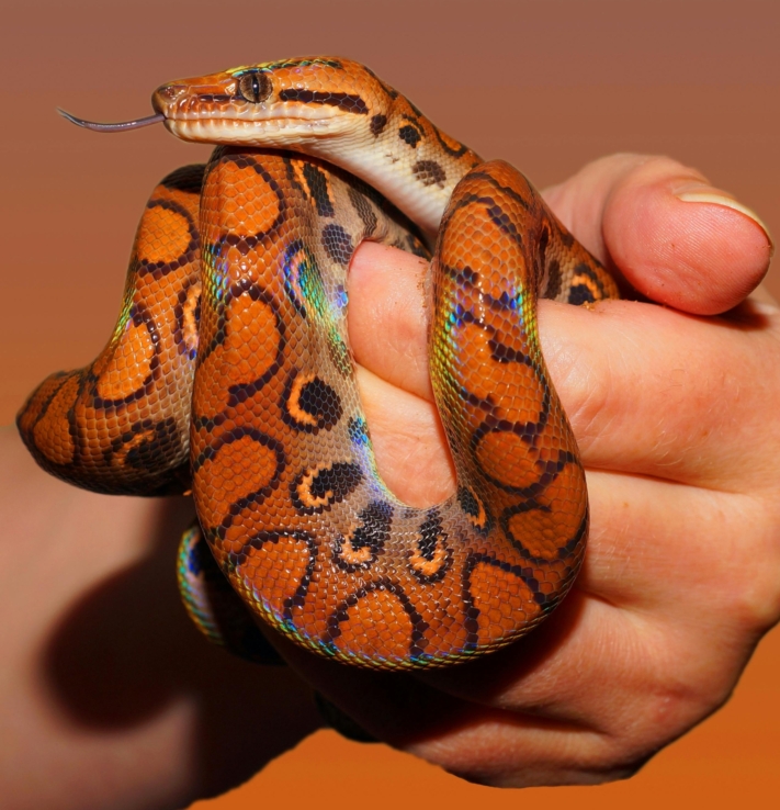 A posse de cobras é permitida. As exceções são as cobras perigosas, que têm de ser declaradas.