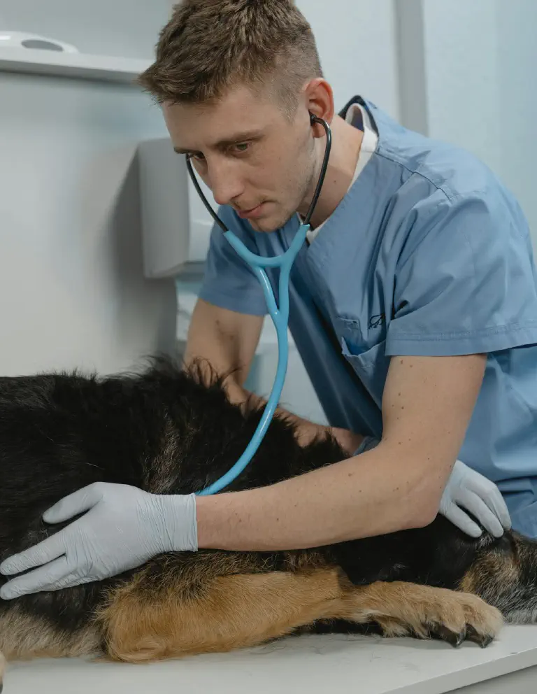 O cão é examinado por um veterinário a fim de detetar doenças numa fase precoce.