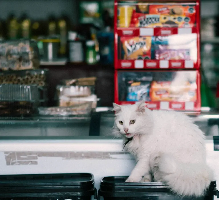 Nas lojas de animais pode encontrar artigos para animais, alimentos e tudo o que precisa para ter um animal de estimação.