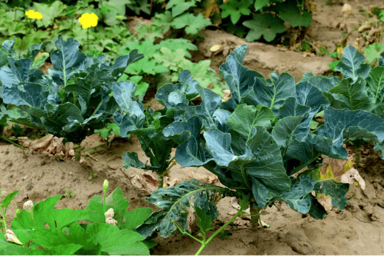 План посадок для здорового роста